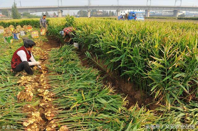 黑埠子生姜最新市场价格分析与趋势预测