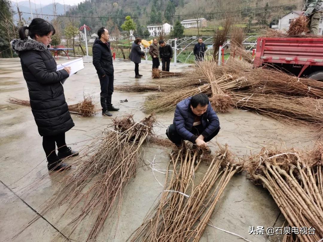 石泉新闻热点深度解析，最新事件报道与解读