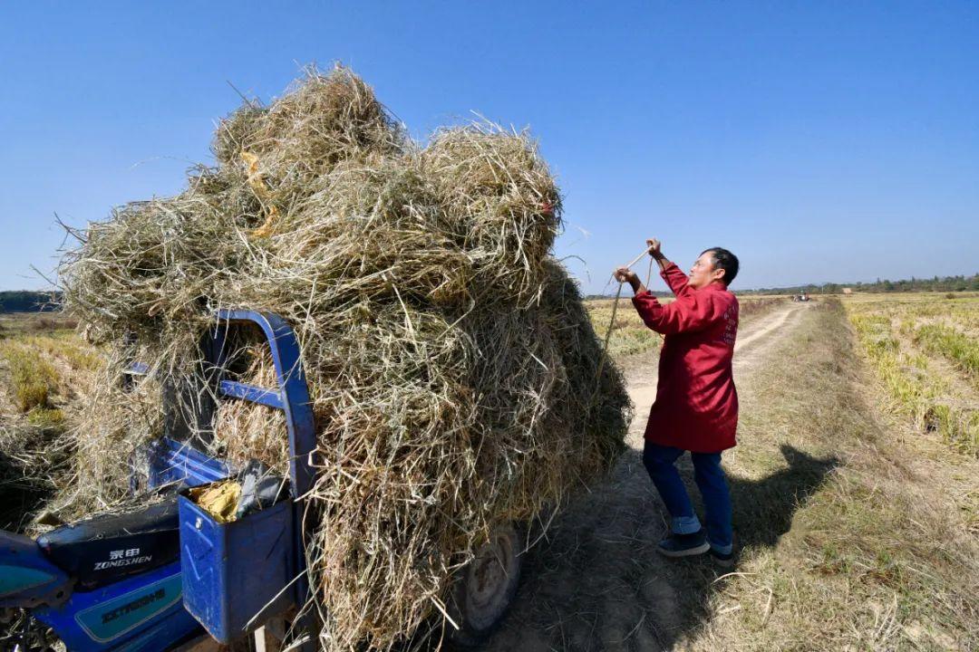 最新苗圃占地赔偿标准全面解析